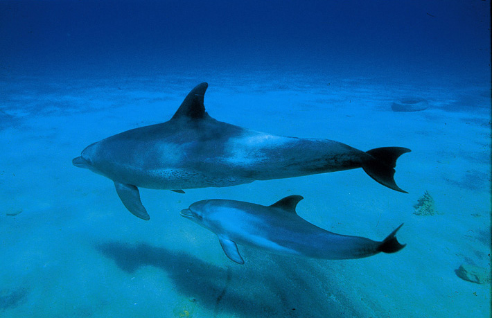 Golfo Aranci, morto il delfino-mascotte Goccia. In spiaggia la carcassa